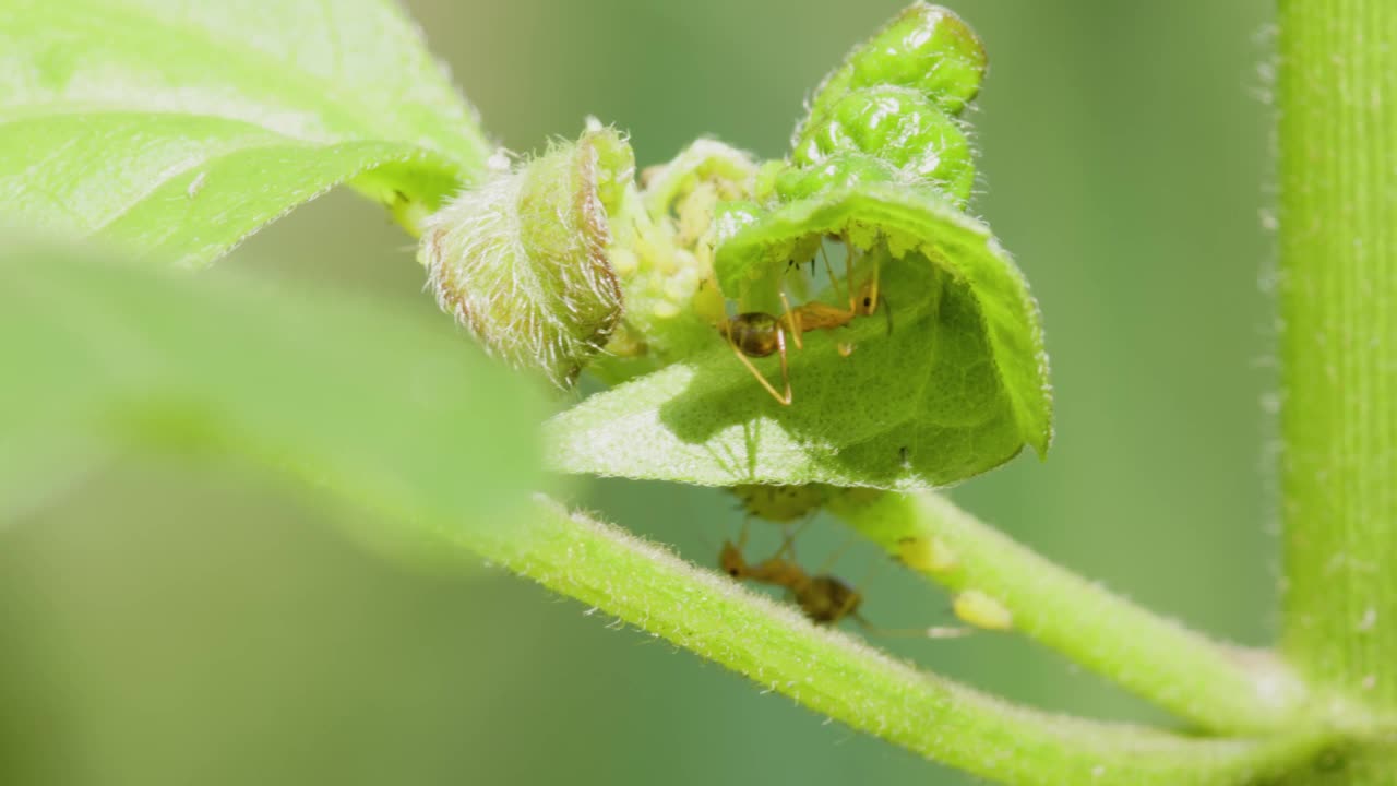 一群蚂蚁正在一棵绿叶植物的叶子后面吃蚜虫视频素材