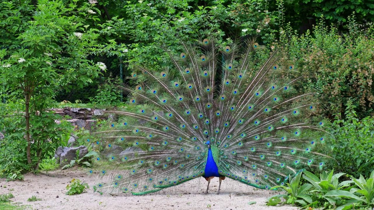 印度孔雀或蓝孔雀，Pavo cristatus是一种大型和色彩鲜艳的鸟视频素材