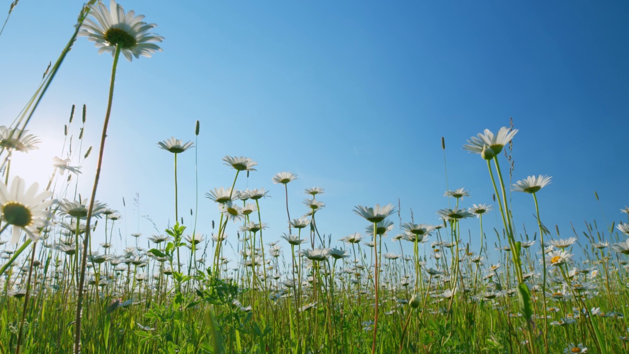 生长的雏菊在绿色吹背景。花在风中摇曳。Camomille背景。低角度的观点。视频素材