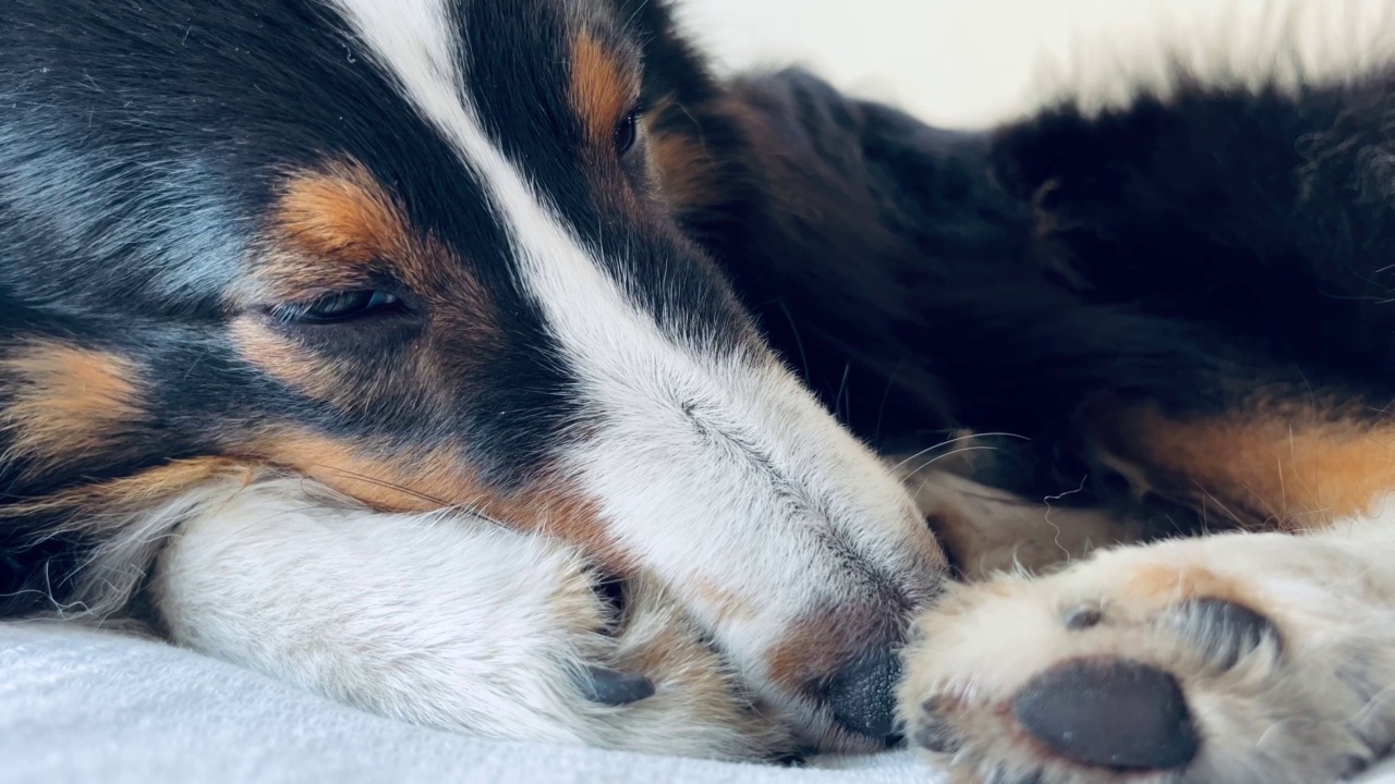 喜乐蒂牧羊犬睡觉视频素材