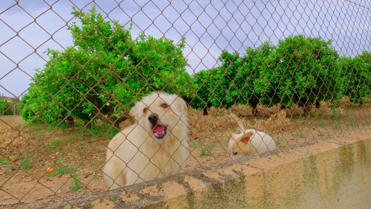 被遗弃的可爱狗狗被关进了监狱。视频素材