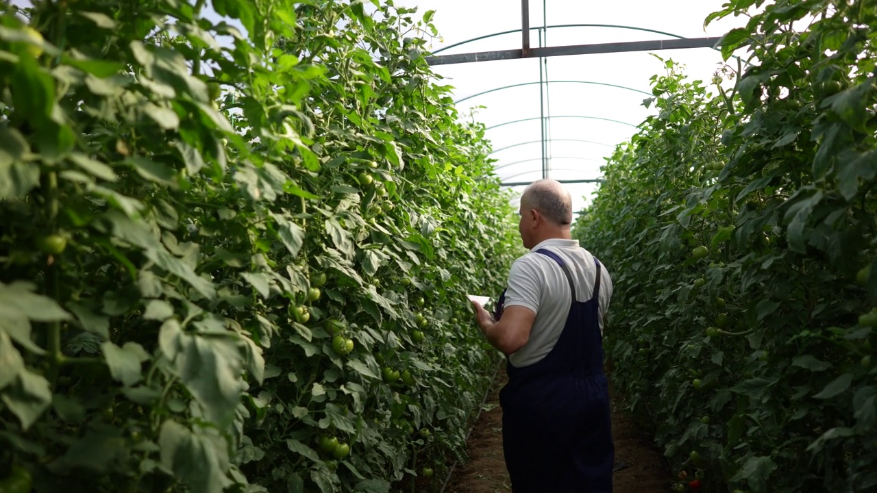 农夫在有机农场用平板电脑检查番茄蔬菜的品质和新鲜度视频素材