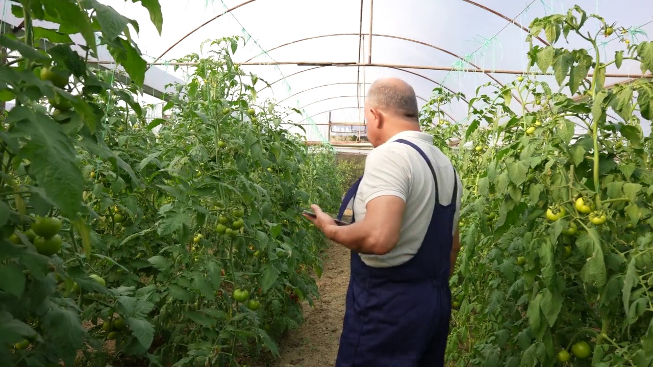 农夫在有机农场用平板电脑检查番茄蔬菜的品质和新鲜度视频素材