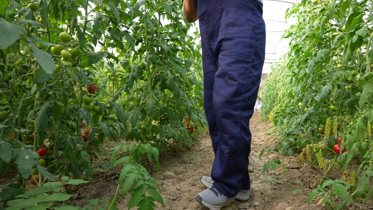 农夫在有机农场用平板电脑检查番茄蔬菜的品质和新鲜度视频素材