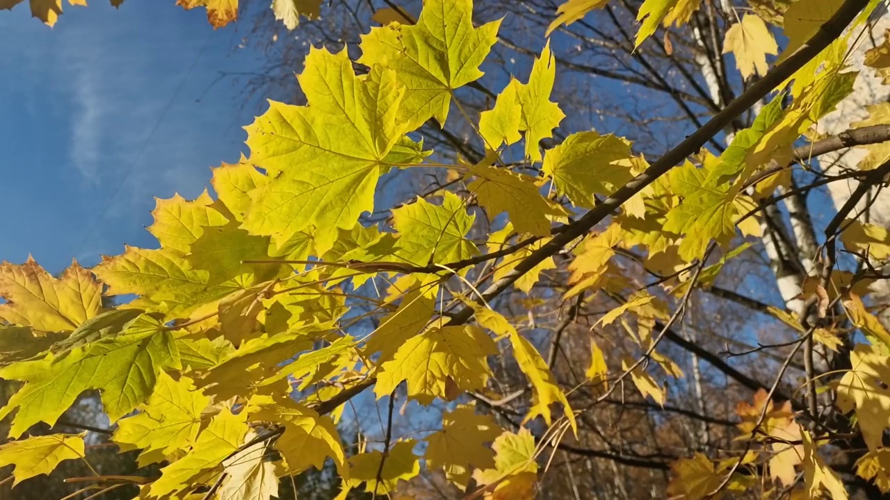 明黄色的秋枫叶衬托着明亮的蓝天。副本的空间。公园里秋天的枫树。晴天多风。金色树叶的美丽秋天背景视频素材