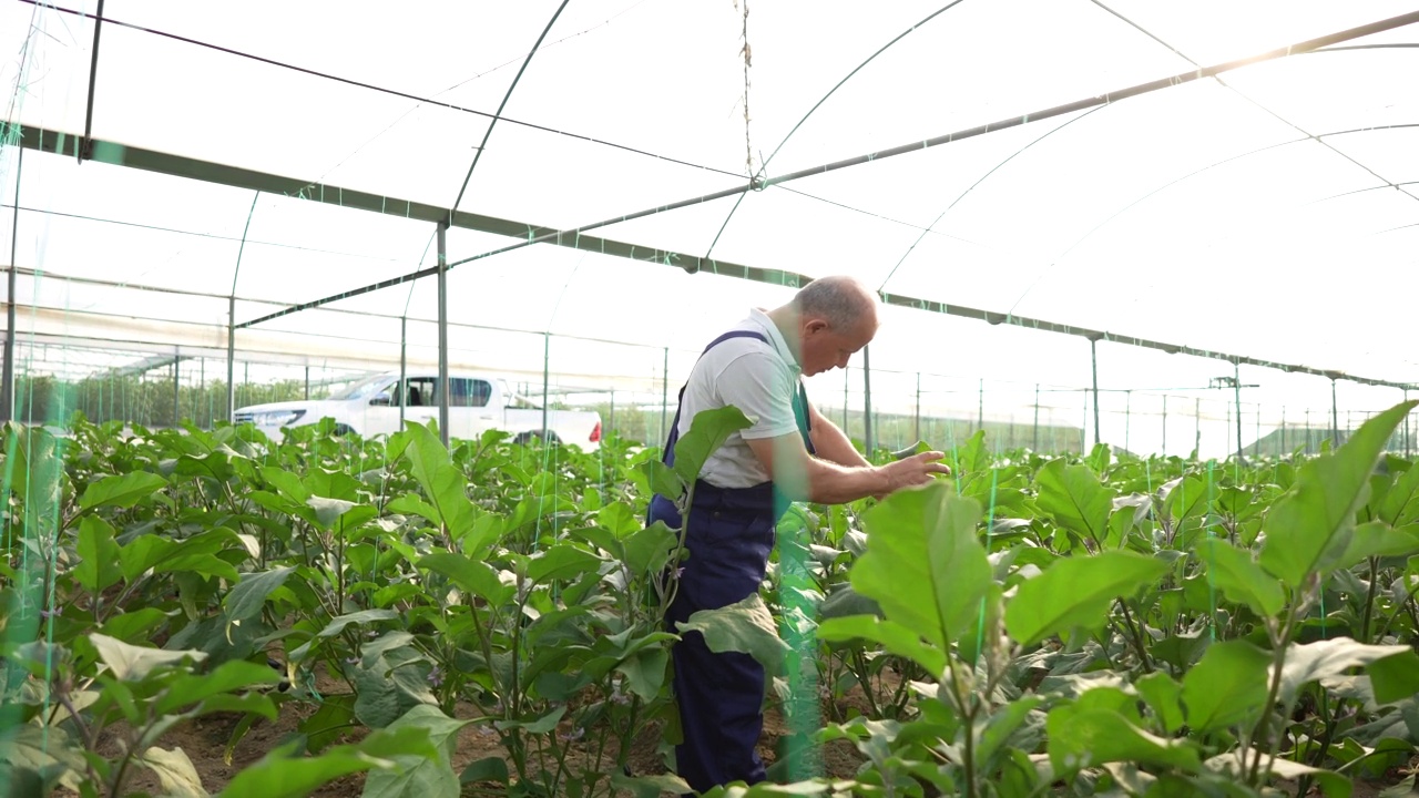 成熟的男农民在温室里检查茄子的生长视频素材