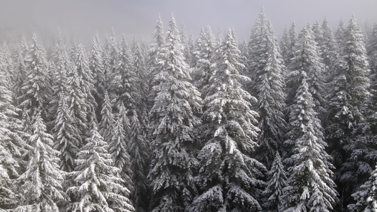 飞越俄勒冈州白雪覆盖的森林视频素材