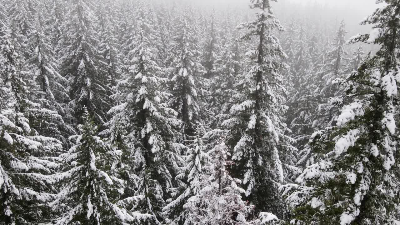 飞越俄勒冈州白雪覆盖的森林视频素材