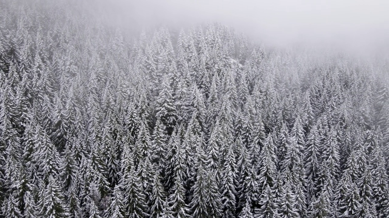 飞越俄勒冈州白雪覆盖的森林视频素材