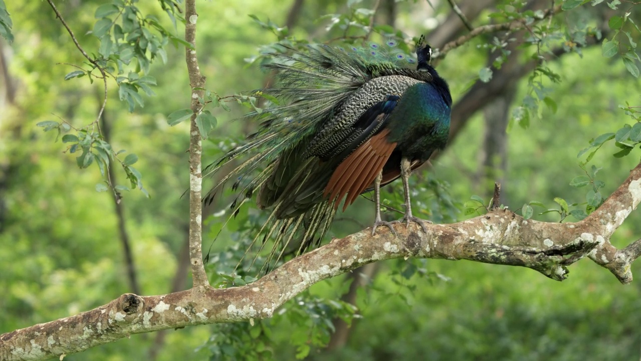 印度孔雀(Pavo cristatus)正在梳理羽毛视频素材