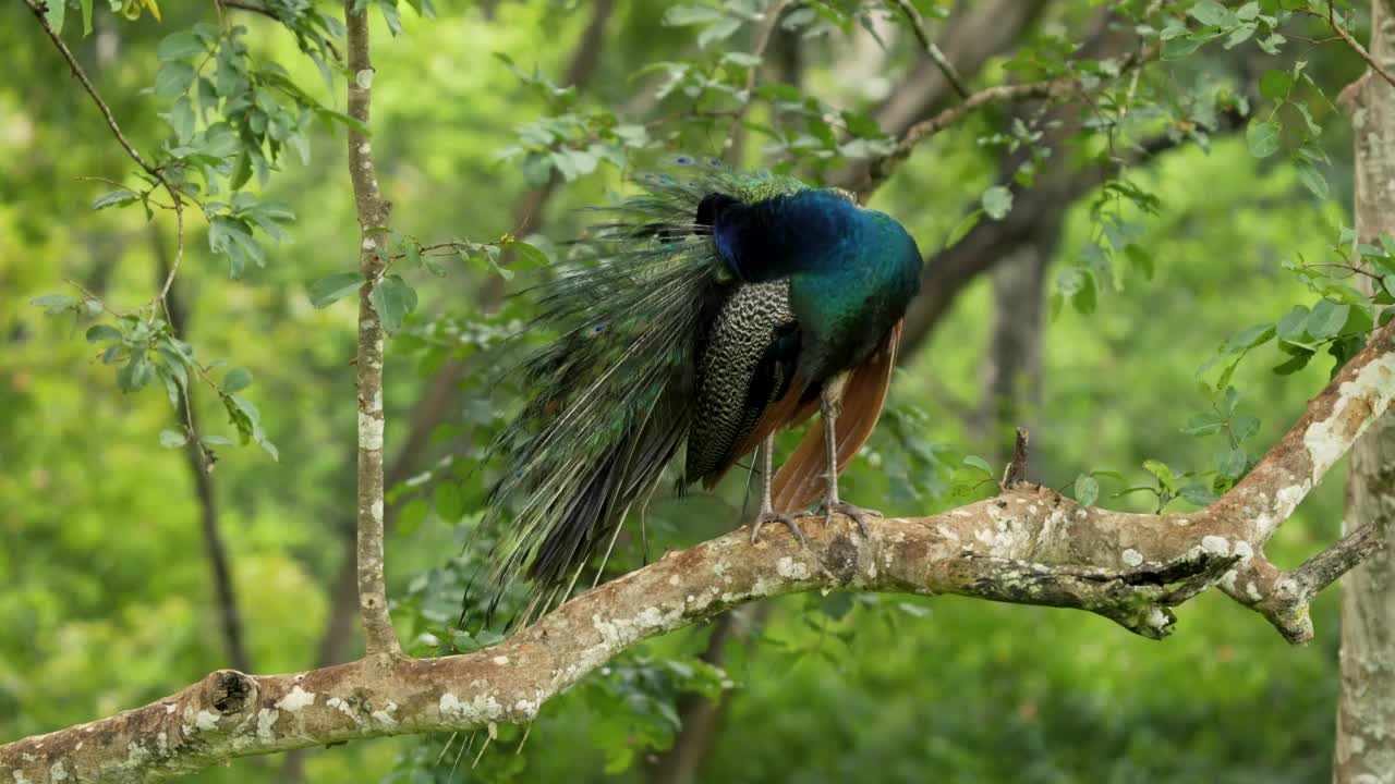 印度孔雀(Pavo cristatus)在印度森林中梳理羽毛视频素材