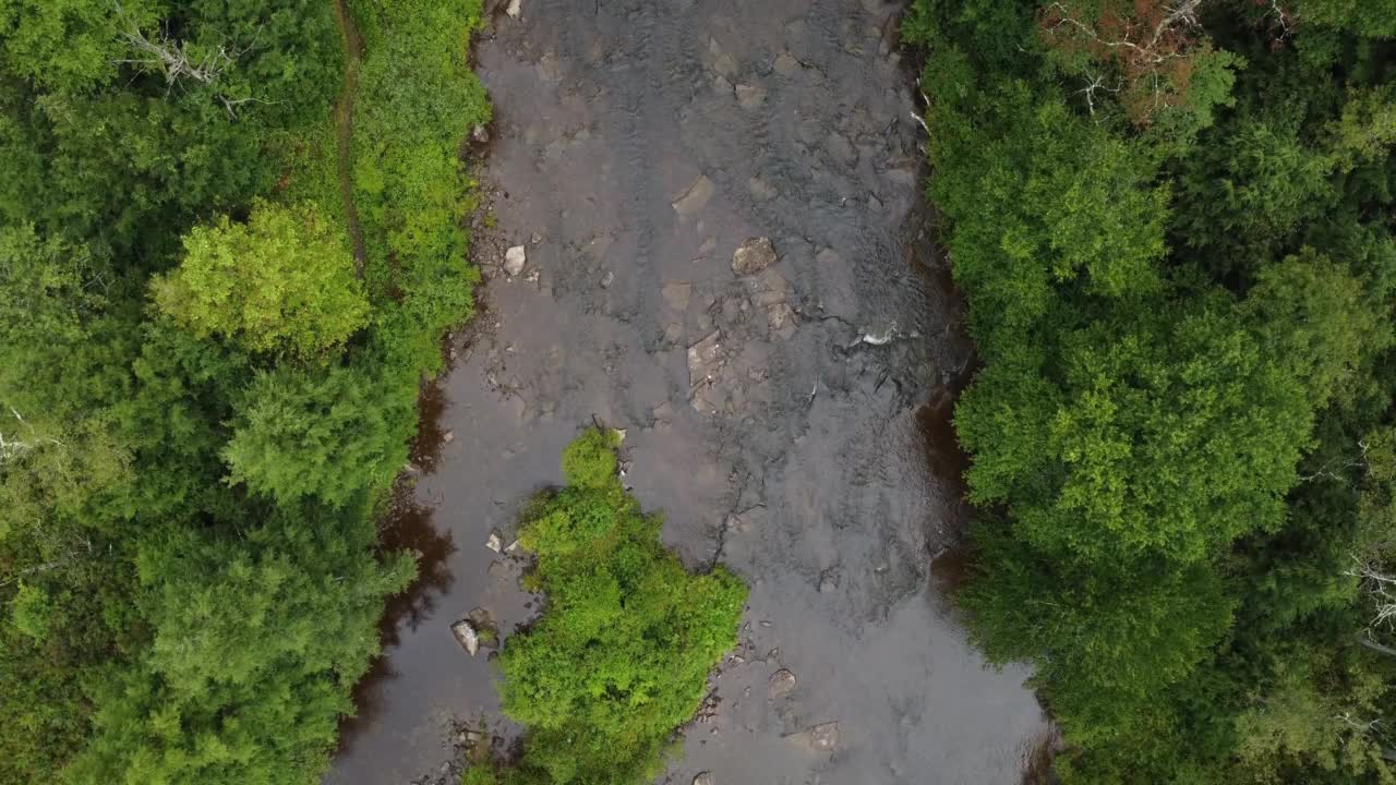 日光下河流穿过热带雨林的鸟瞰图视频素材