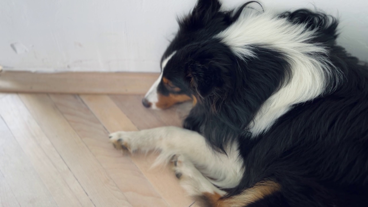 熟睡中的设得兰牧羊犬视频素材