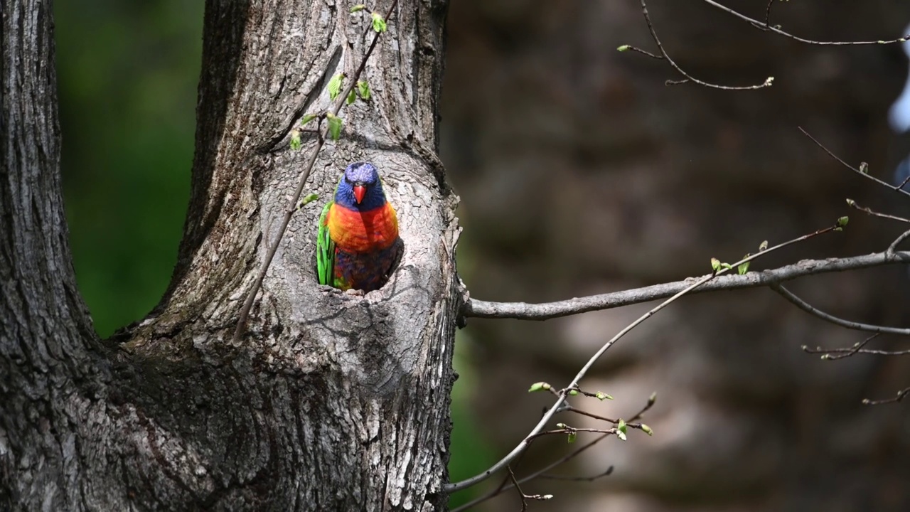 彩虹小鹦鹉(Trichoglossus moluccanus)视频素材