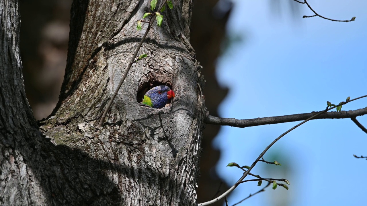 彩虹小鹦鹉(Trichoglossus moluccanus)视频素材