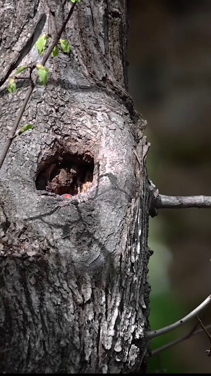 彩虹小鹦鹉(Trichoglossus moluccanus)视频素材