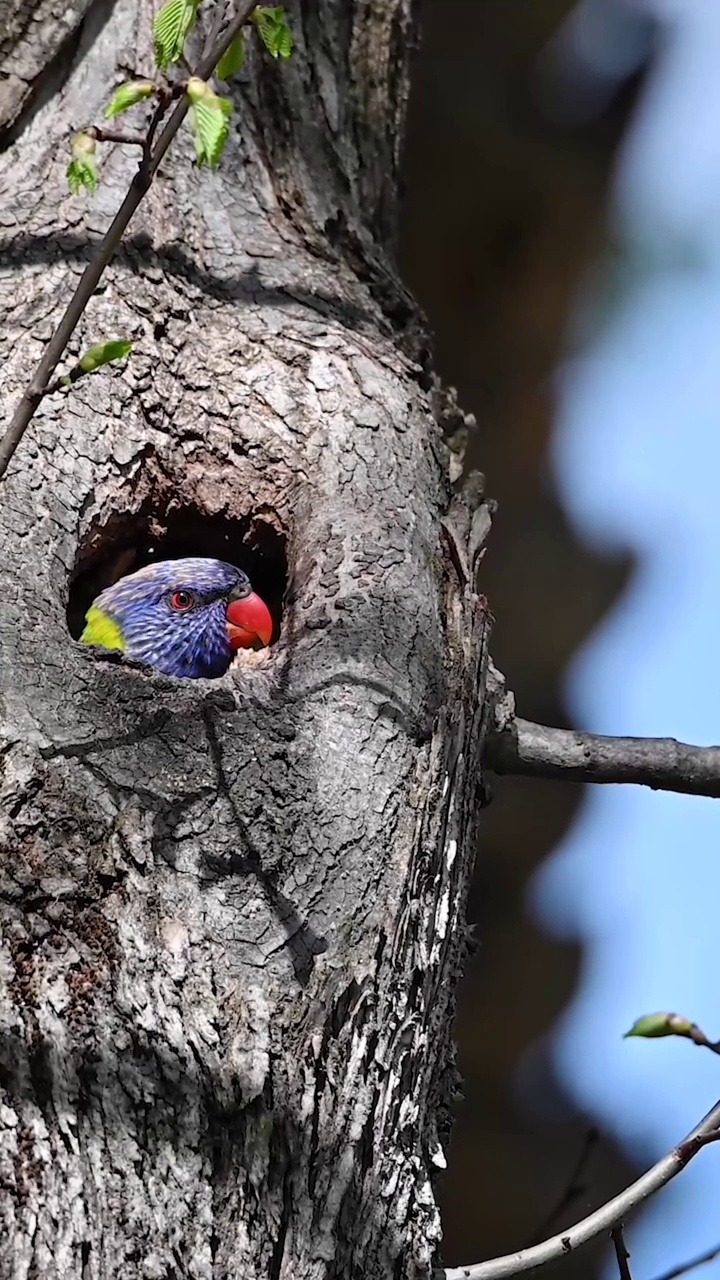 彩虹小鹦鹉(Trichoglossus moluccanus)视频素材