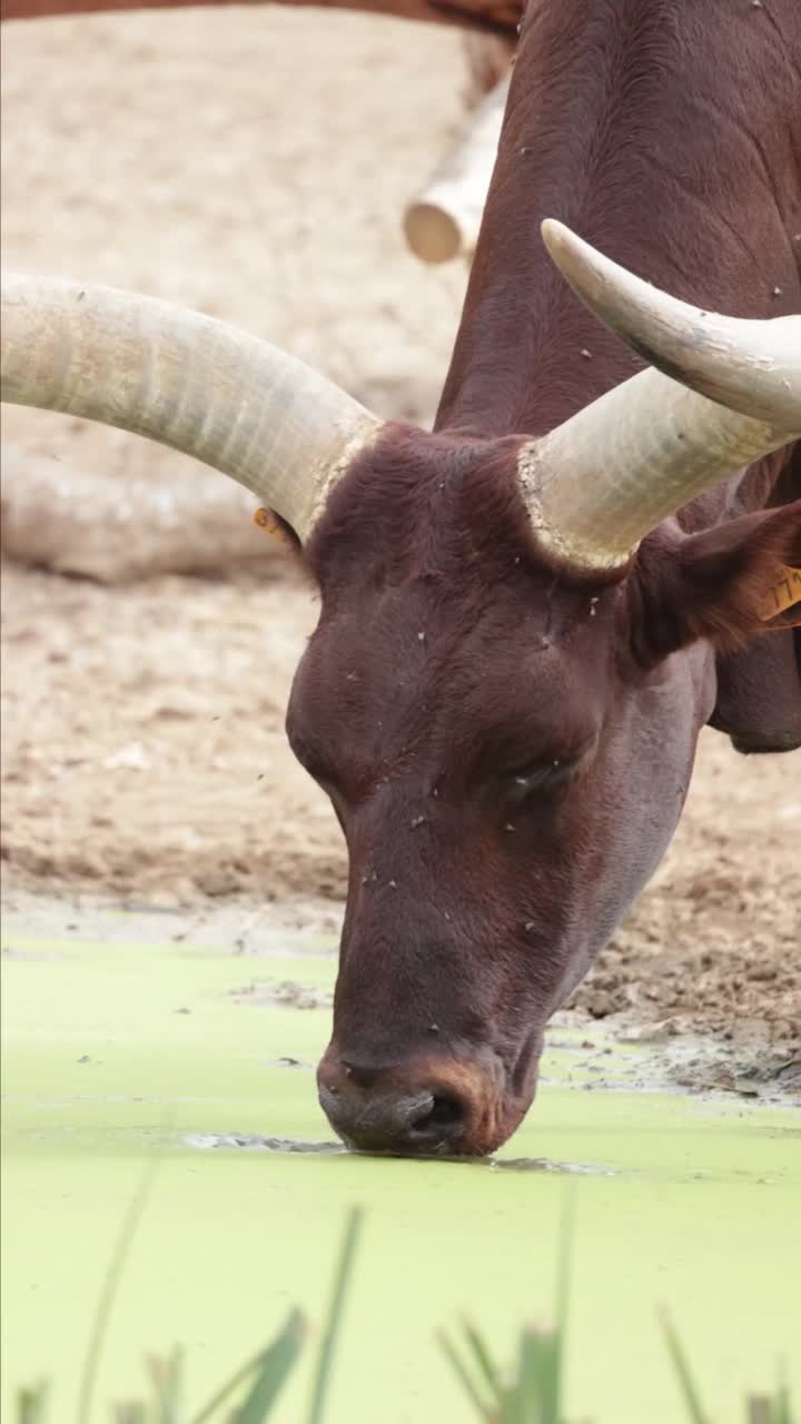 Watusi(脚踝)站在特写视频素材