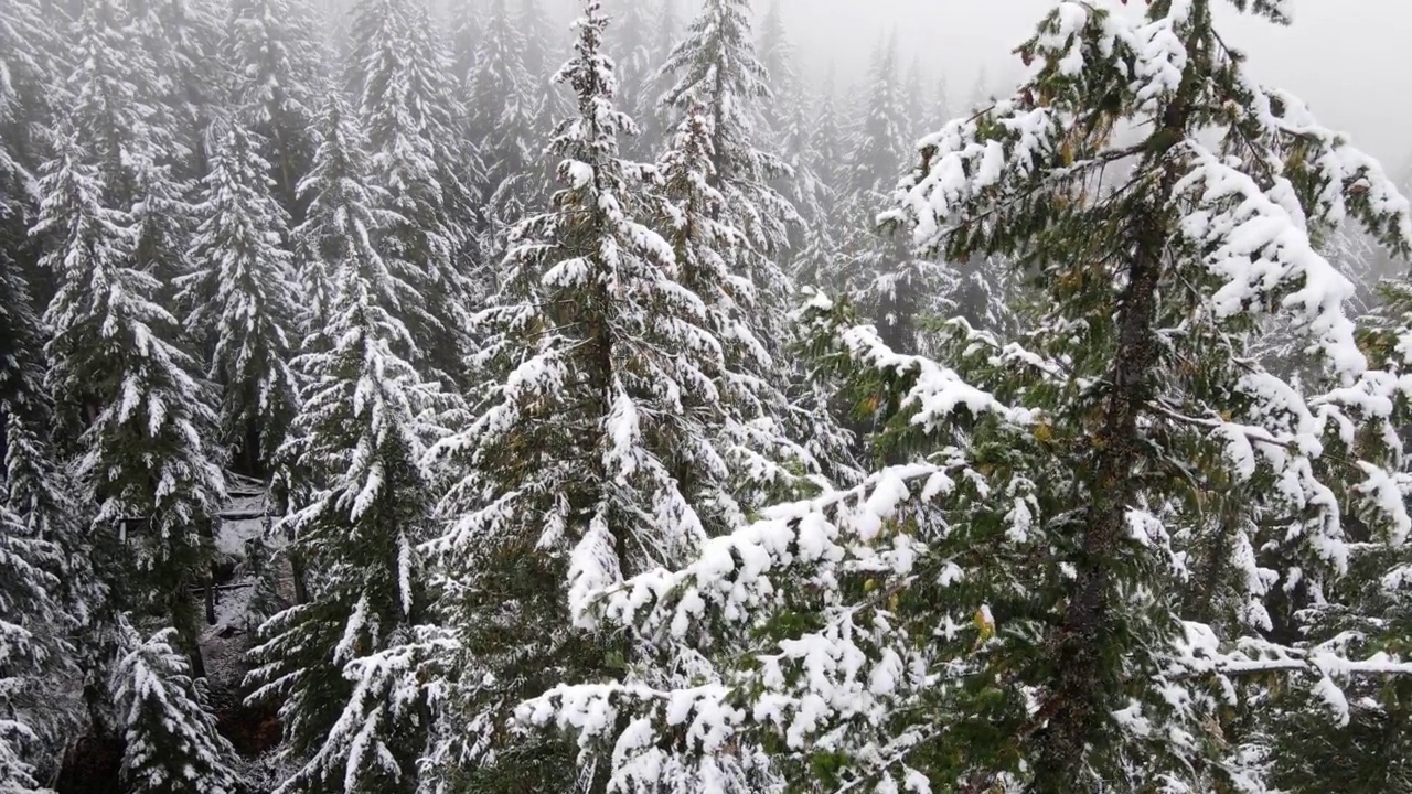 飞越俄勒冈州白雪覆盖的森林视频素材