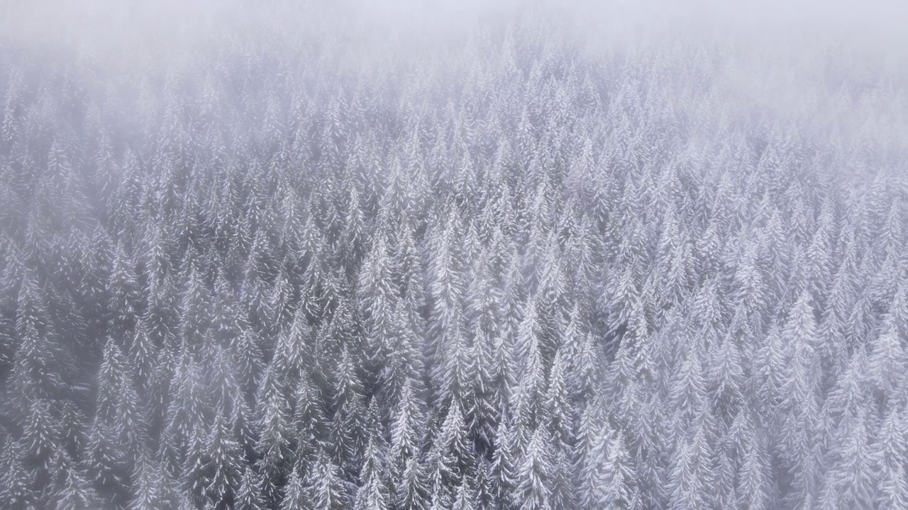 飞越俄勒冈州白雪覆盖的森林视频素材