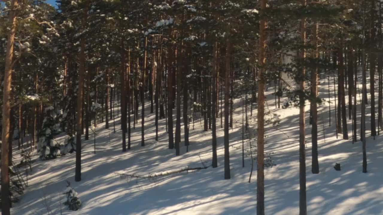 冬季，兹拉蒂博山上的松树被大雪覆盖视频素材