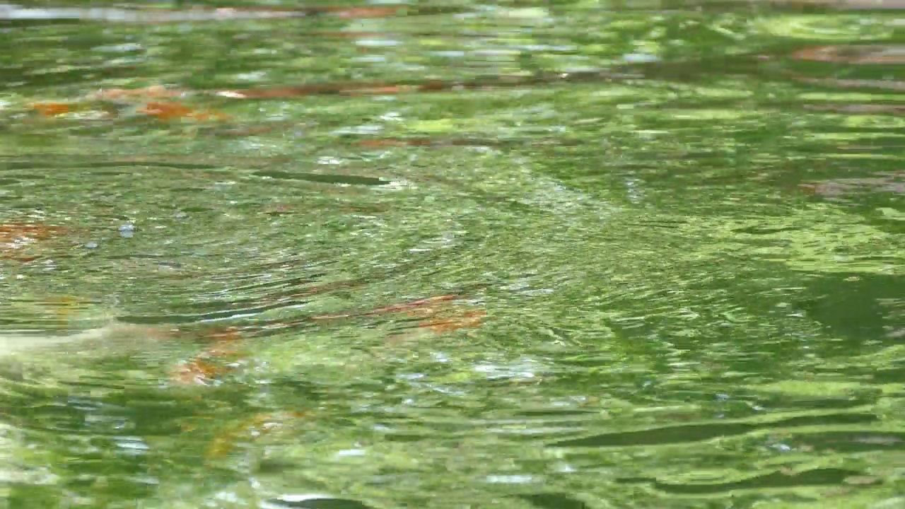 锦鲤或鲤鱼在池塘里游泳视频素材