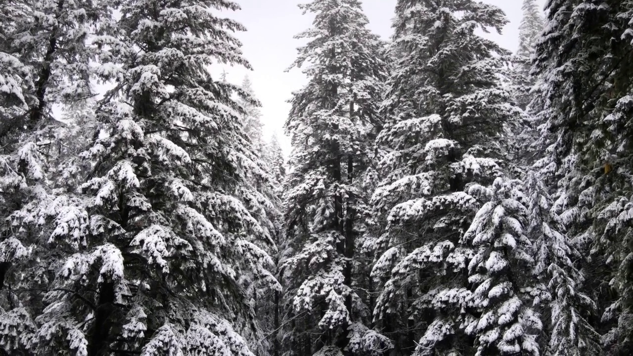 飞越俄勒冈州白雪覆盖的森林视频素材