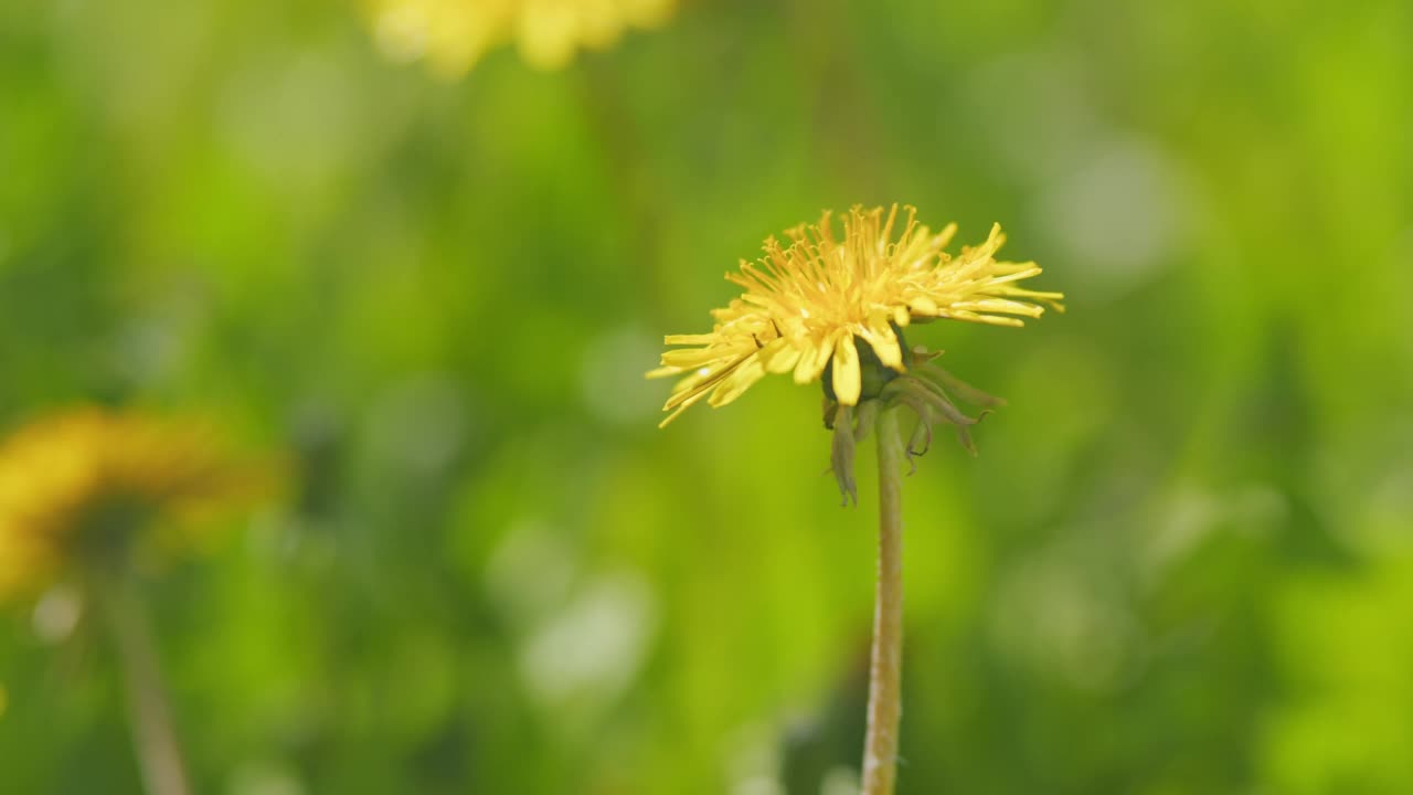 季节性的自然风光。蒲公英的草地。田野里的黄色蒲公英。缓慢的运动。视频素材