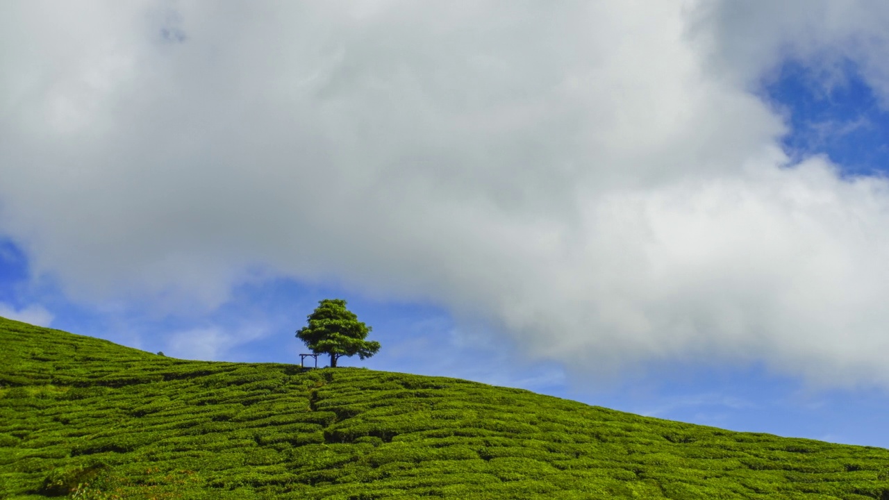 4K绿茶种植园孤独树的时间流逝右平移效应视频素材