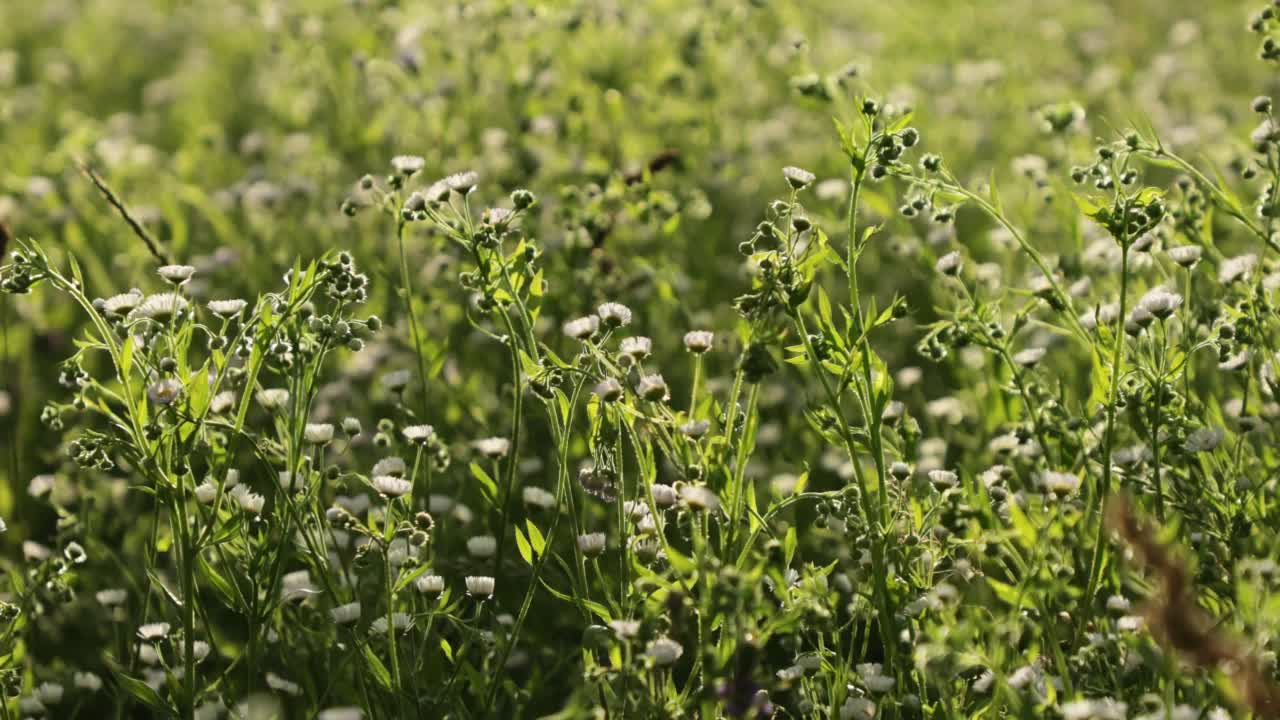 白色的野花在风中摇曳视频素材