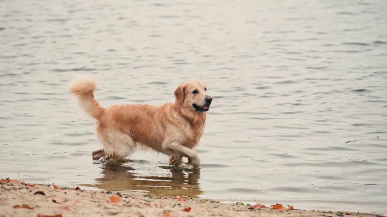 黄金寻回犬在沙滩上散步视频素材