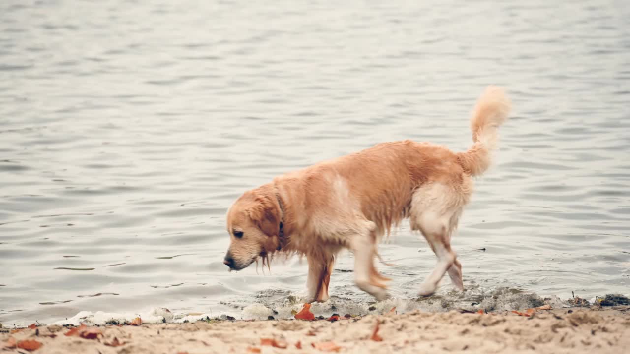 黄金寻回犬抖掉水视频素材