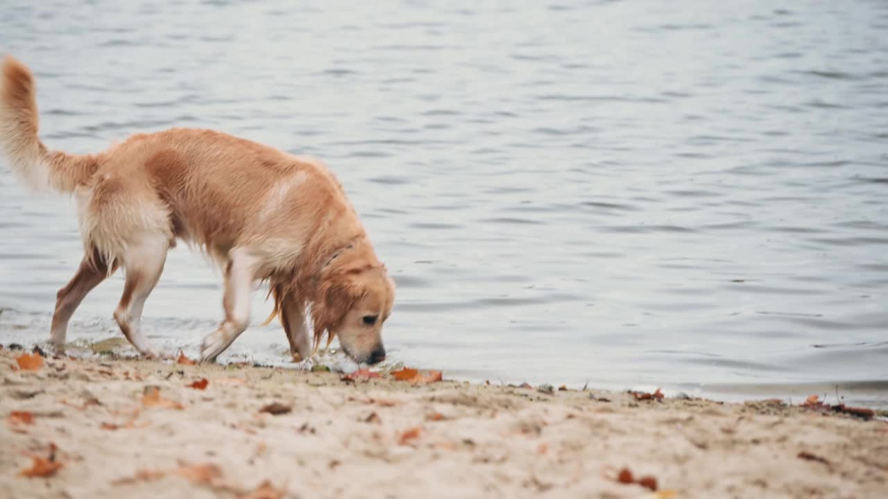 黄金寻回犬在海滩上散步视频素材