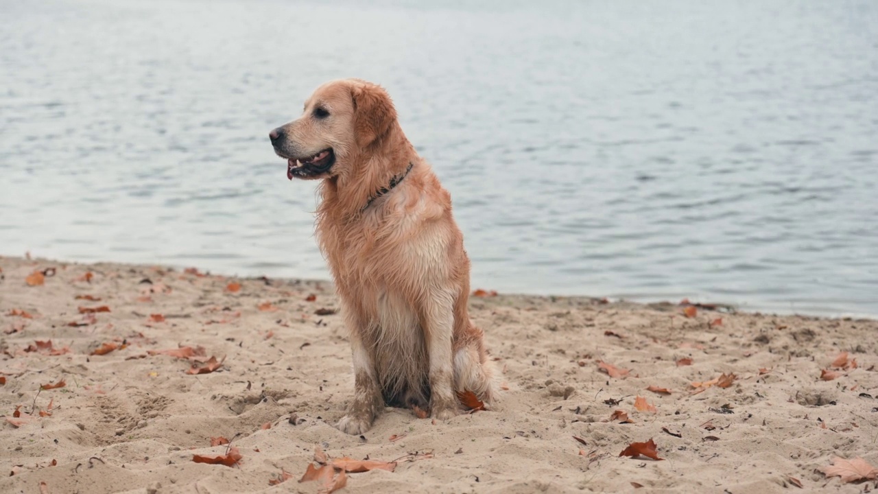 海滩上的黄金寻回犬视频素材