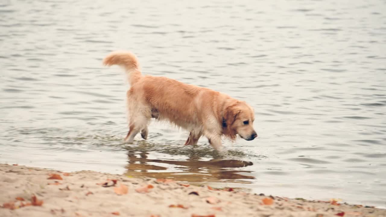 黄金寻回犬在海滩上散步视频素材