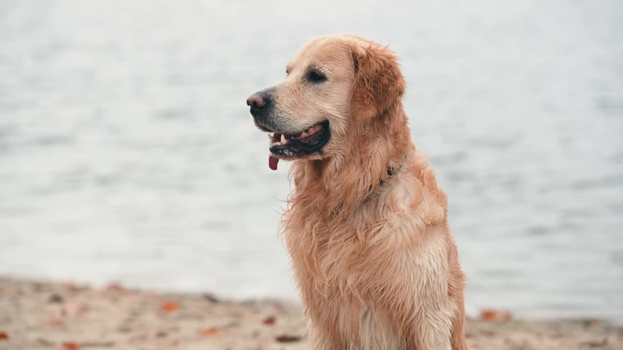 海滩上的黄金寻回犬视频素材