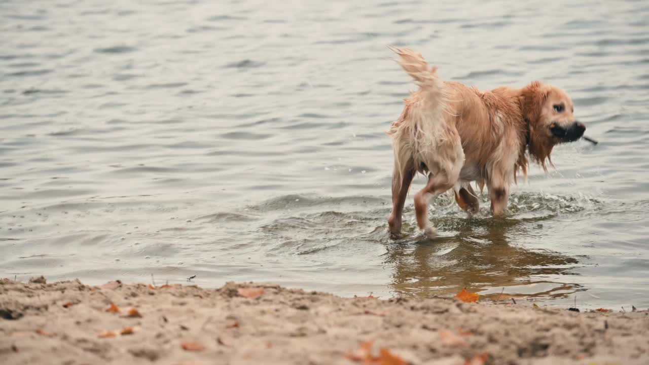 黄金寻回犬抖掉水视频素材