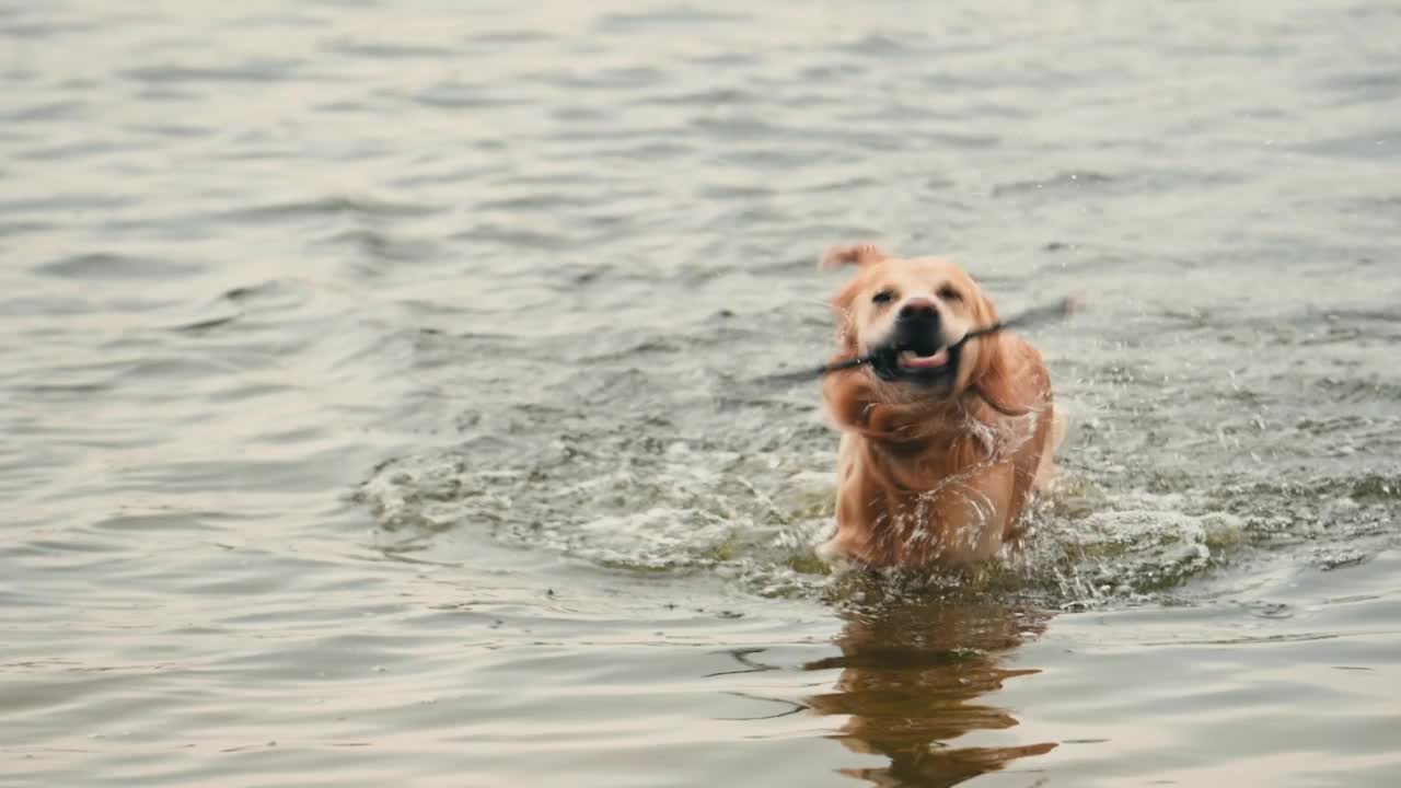 黄金寻回犬抖掉水视频素材