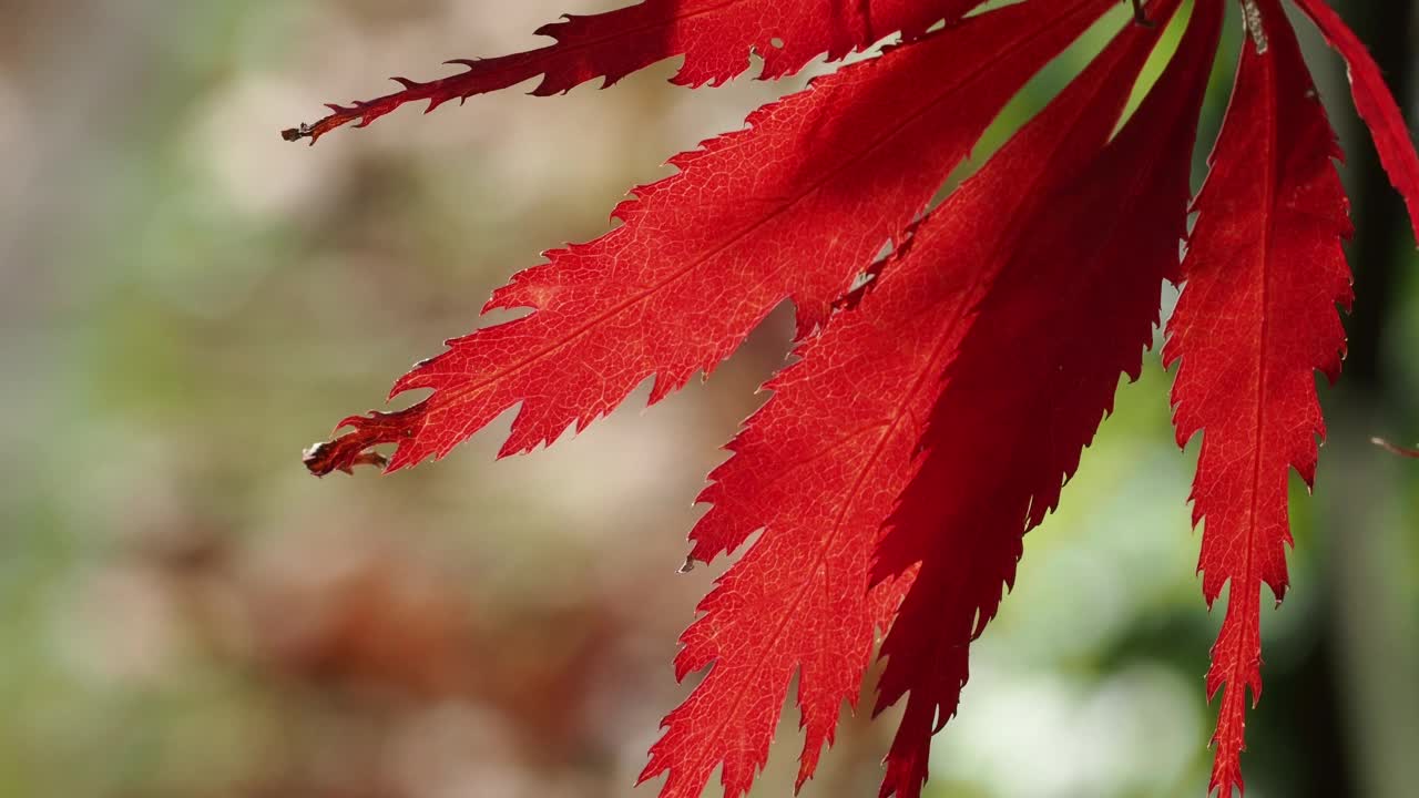 在霍勒希尔花园，温德米尔，湖区，一棵槭树的背光树叶。视频素材