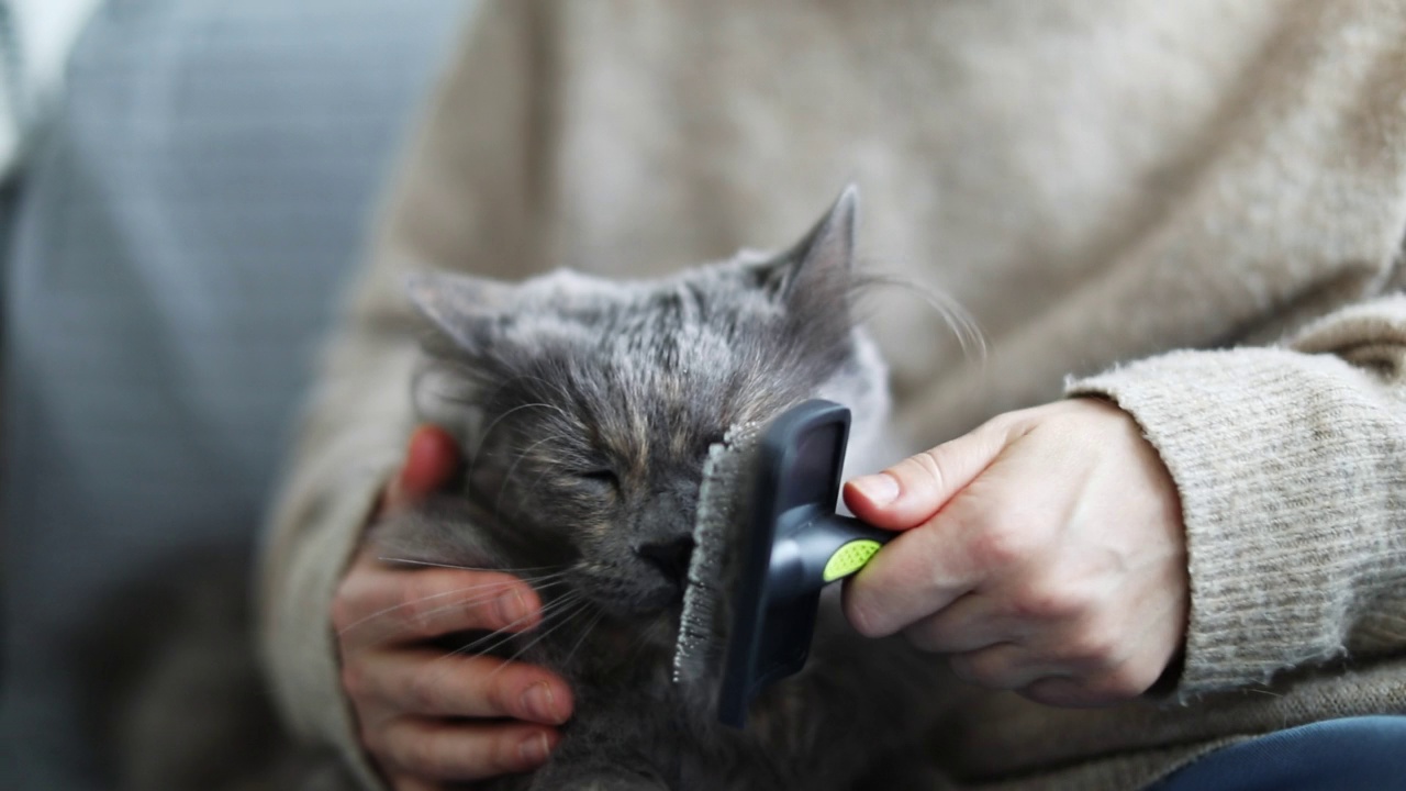 年轻女子在家里给她和猫梳头视频素材