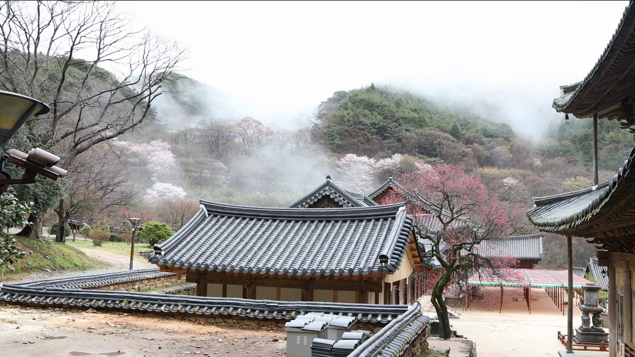 云雾缭绕的华严寺/韩国全罗南道求礼郡视频素材