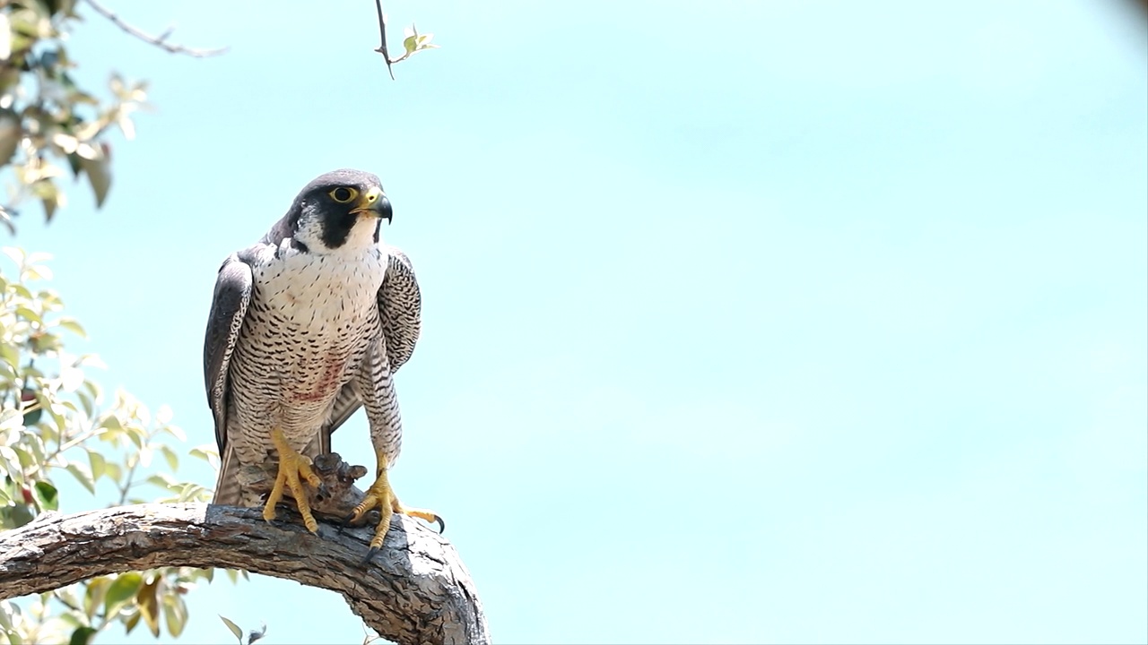 猎鹰(Falco peregrinus) /韩国仁川瓮津郡视频素材