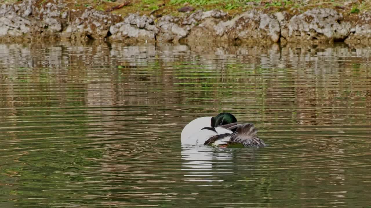 在德国慕尼黑的Kleinhesseloher湖上游泳的Mergus mergander视频素材