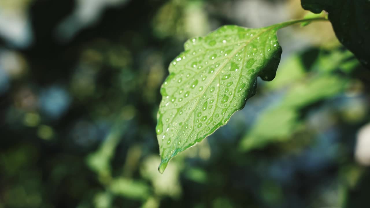 雨后从绿叶上滴下大量的水。雨后的森林。雨水从绿色植物上滴下来。视频素材