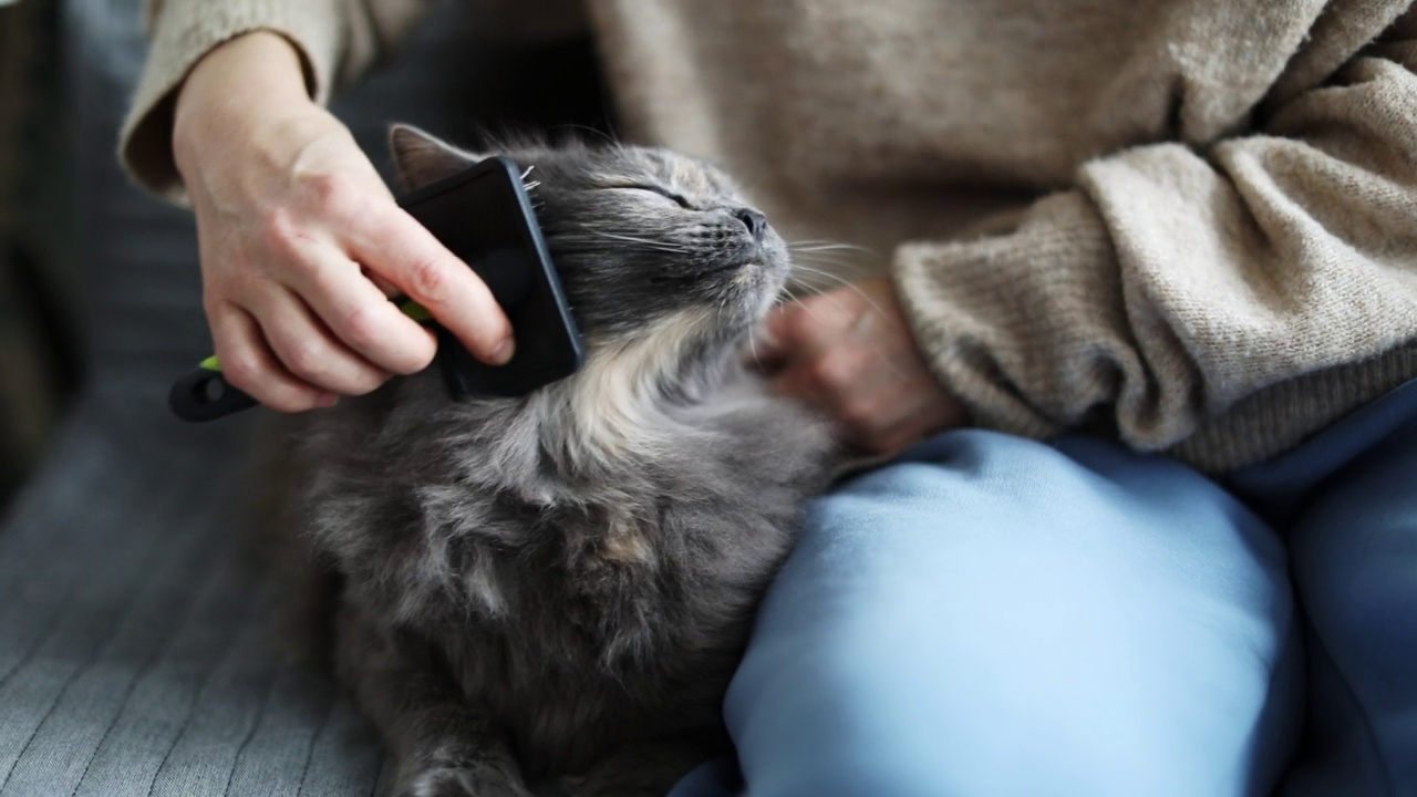 年轻女子在家里给她和猫梳头视频素材