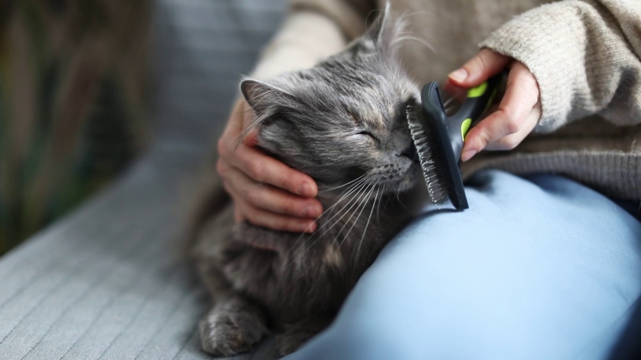 年轻女子在家里给她和猫梳头视频素材