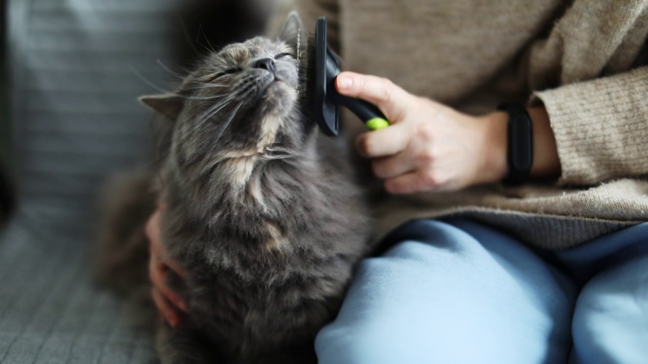 年轻女子在家里给她和猫梳头视频素材