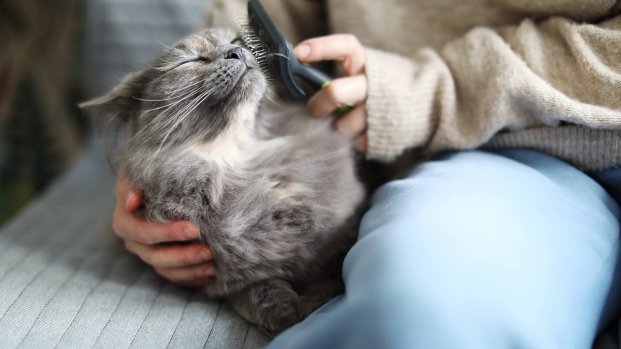 年轻女子在家里给她和猫梳头视频素材