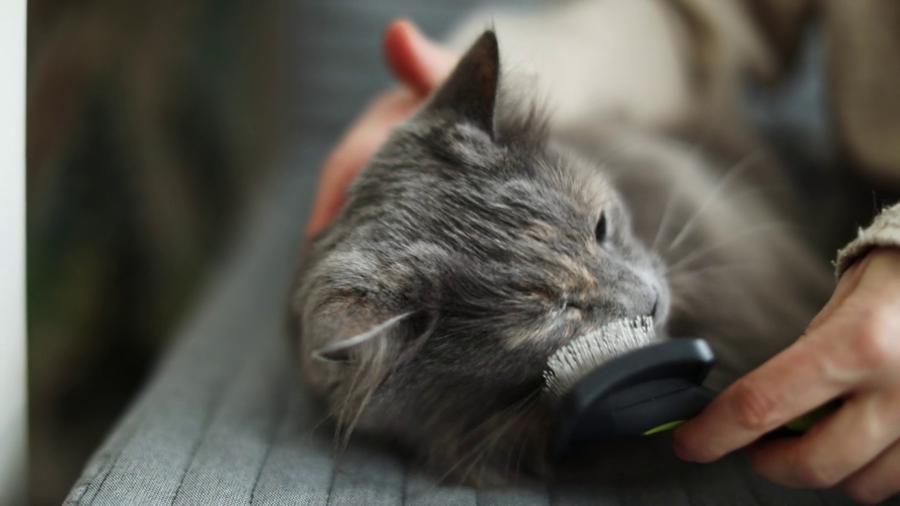 年轻女子在家里给她和猫梳头视频素材