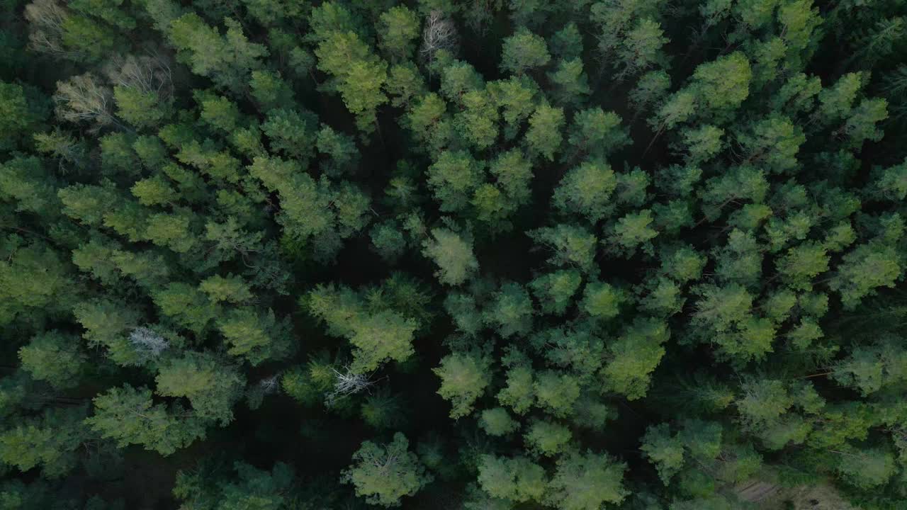 从上面追踪拍摄一片风景优美的绿松林视频素材